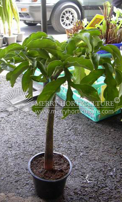 Amorphophallus prainii